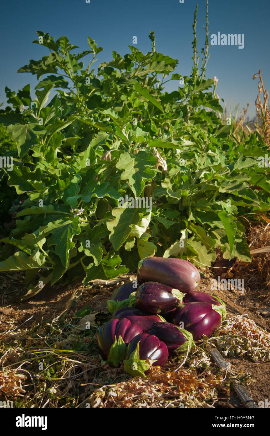 Ein Foto der kalifornischen Maiblumen, aufgenommen vom USDA, das die lebendige Landwirtschaftslandschaft des Bundesstaates und die Rolle von Wanderarbeitern bei der Aufrechterhaltung der Pflanzenproduktion unterstreicht. Stockfoto