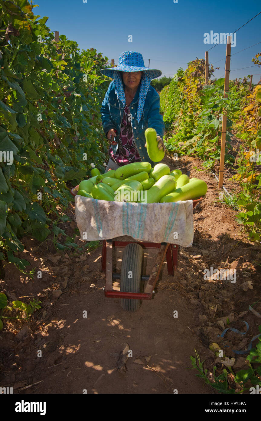 Die kalifornischen Maiblumen blühen auf den fruchtbaren Feldern von Sanger, wo Wanderarbeiter unter der Leitung des USDA Getreide ernten. Diese Blumen tragen zur landwirtschaftlichen Produktion des Staates und zum Lebensunterhalt vieler Landarbeiter bei. Stockfoto