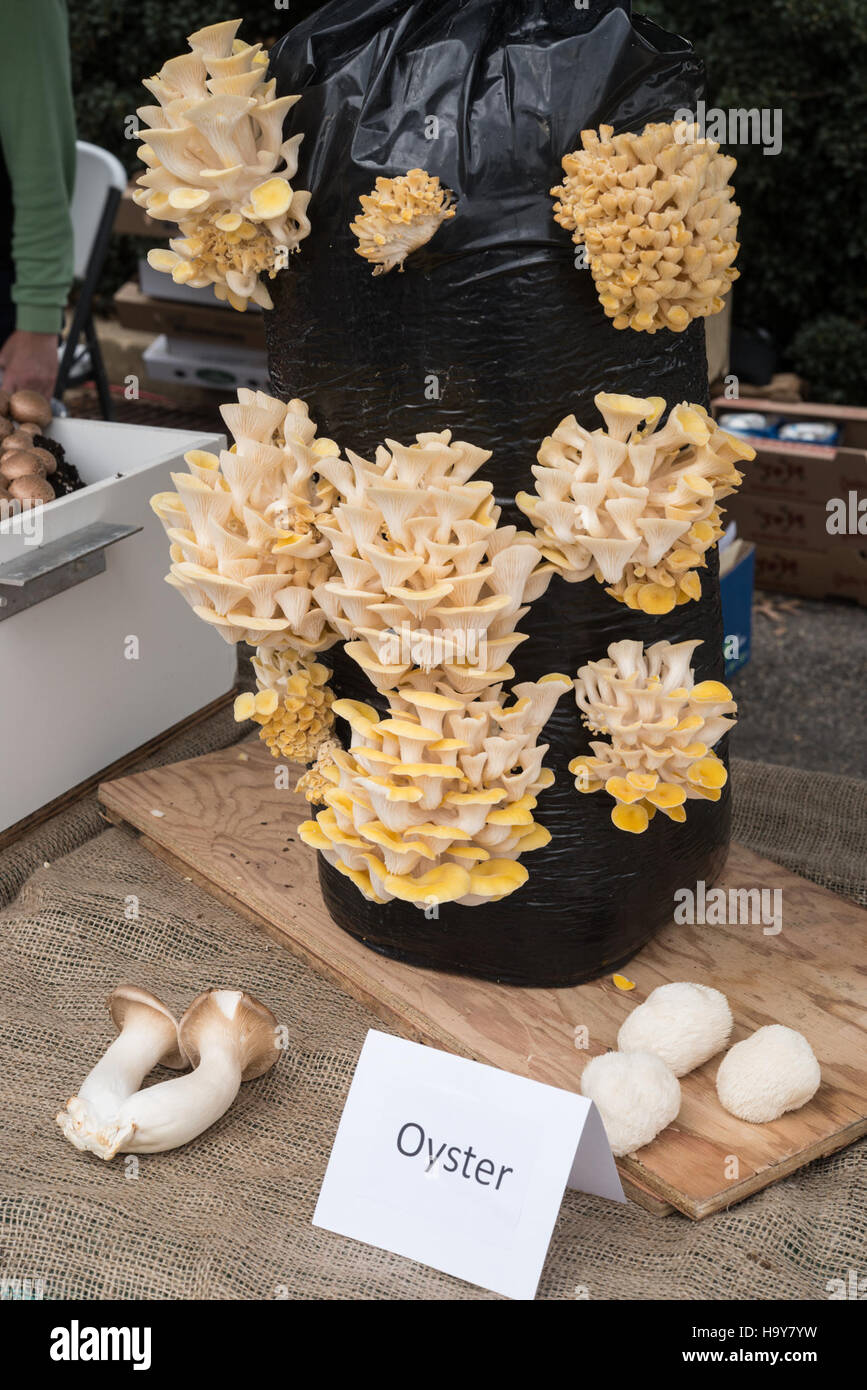 Das USDA fördert Bildungsinitiativen wie das Farmer's Market Program und den People's Garden, indem es Gemeinden mit lokalen Lebensmittelsystemen verbindet und ein tieferes Verständnis von Landwirtschaft, Nachhaltigkeit und Ernährung fördert. Stockfoto