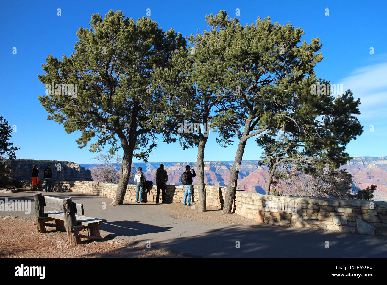 Pinus Edulis Stockfotos und bilder Kaufen Alamy