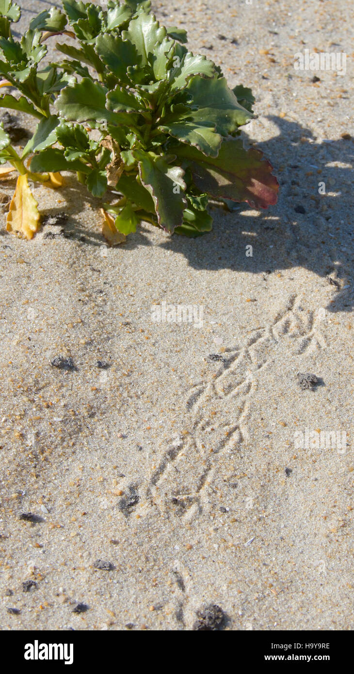 Frühlingsdrucke auf den Sanddünen von Cape Hatteras National Seashore, mit dem Atlantikstrand im Winter. Das Bild fängt die ruhige Schönheit der Küstenlandschaft ein, wo die Winterwinde Muster im Sand erzeugen. Stockfoto