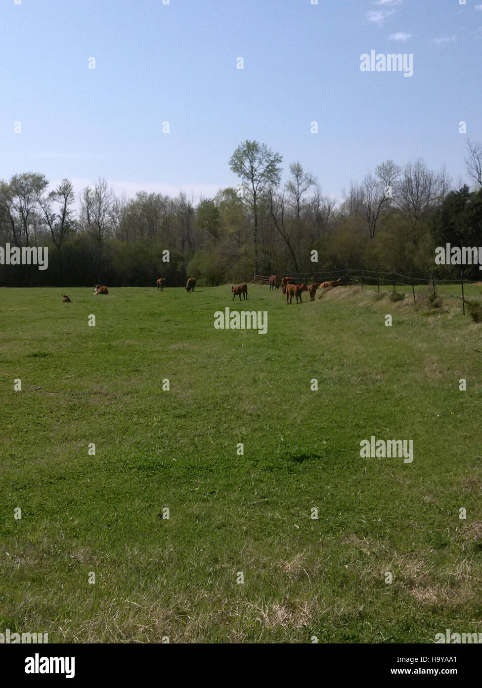 Die *Benton County Cattle Farm* in Mississippi, die in einem Dokument der US-Regierung vorgestellt wurde, beleuchtet die landwirtschaftliche Tätigkeit in der Region. Diese Farm, die für die Viehzucht bekannt ist, ist Teil des reichen landwirtschaftlichen Erbes von Mississippi und repräsentiert die landwirtschaftliche Industrie des Bundesstaates. Stockfoto