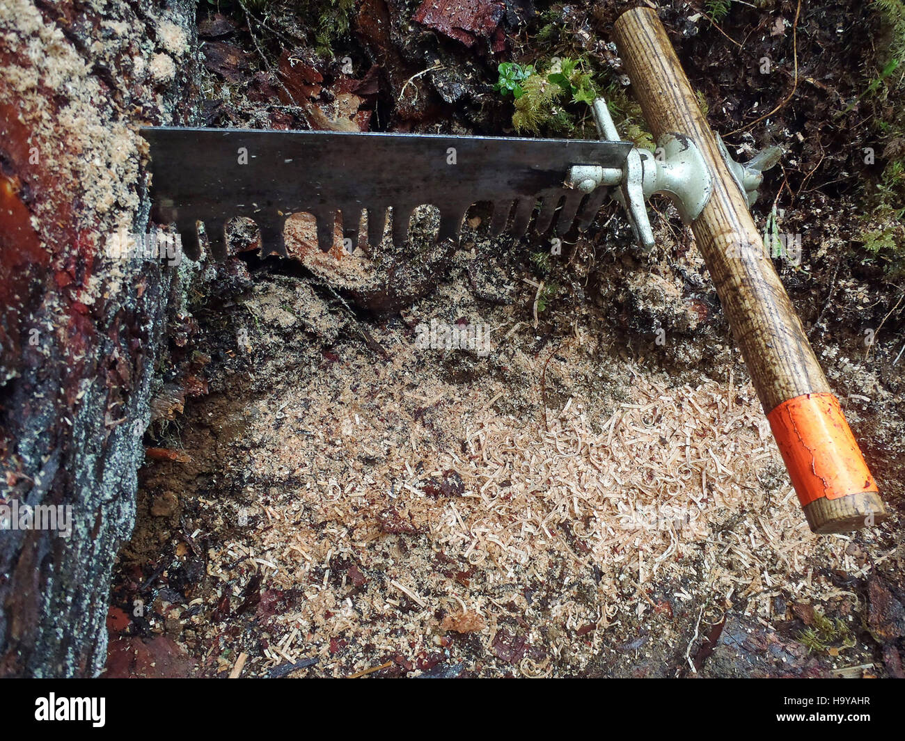 Eine Querschnittsäge, die mit der Seriennummer 15398639661 gekennzeichnet ist, ist ein Werkzeug, das häufig zum Schneiden von Holz über die Körnung verwendet wird. Es ist bekannt für seine geraden Zähne und wird normalerweise von Hand oder Maschine bedient. Diese Art von Säge ist ein traditionelles Werkzeug in der Holz- und Forstwirtschaft. Stockfoto