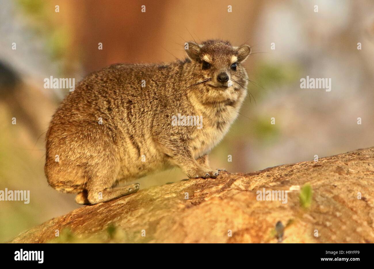 Rock Hyrax in die schöne Natur Lebensraum, Procavia Capensis, wilde Afrika, afrikanische Tierwelt, Bäume und Felsen Orte, kleine Säugetiere Stockfoto