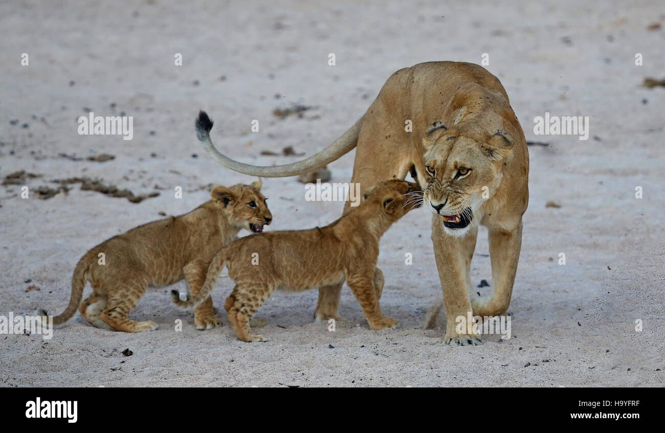 LöweWeibchen mit jungen ruht sich auf Sand, wildes Tier, afrikanische