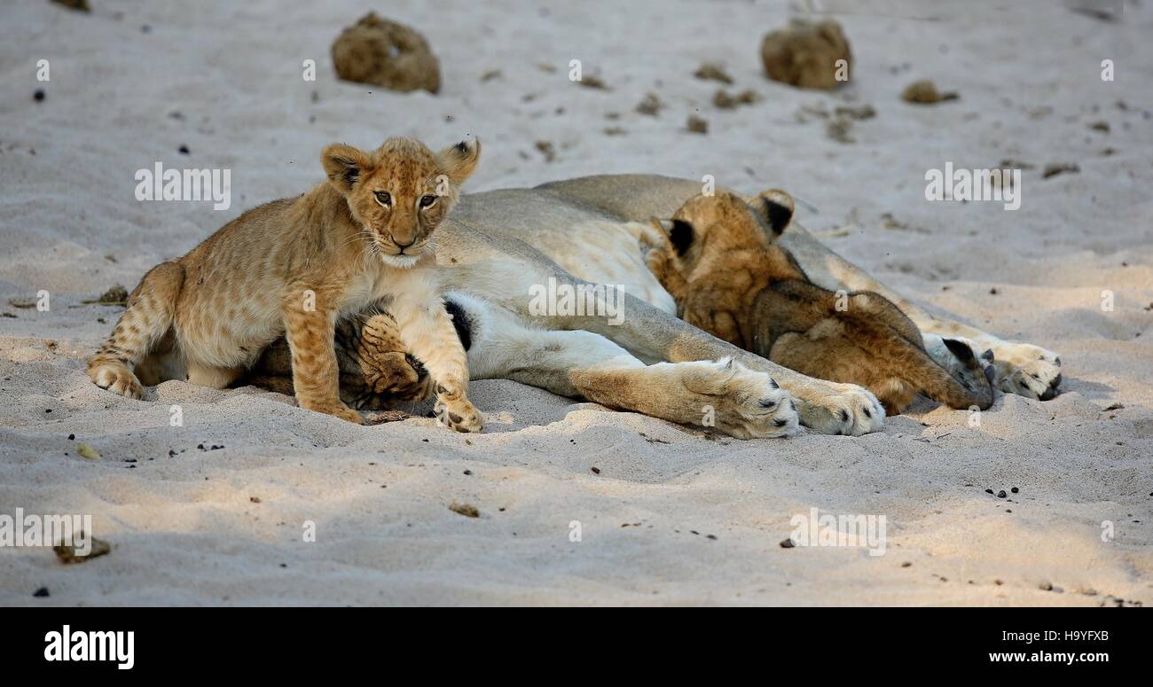 Löwe-Weibchen mit jungen ruht sich auf Sand, wildes Tier, afrikanische  Tierwelt, das ist Afrika, Löwen-Familien-Paket, Natur Lebensraum  Stockfotografie - Alamy