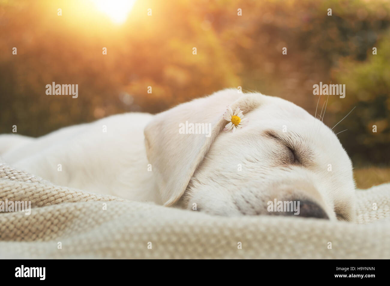 junge süße Welpen schlafen auf einer Wiese bei Sonnenuntergang - Labrador Retriever Hund Stockfoto
