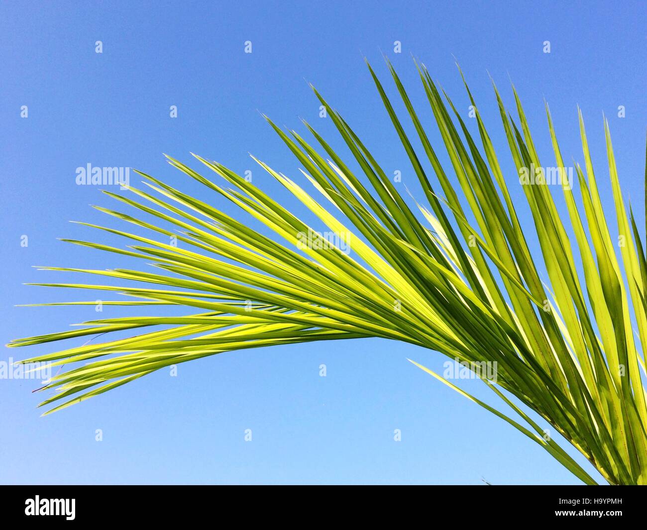 Grüner Baum Palmblatt isoliert auf blauen Himmel Stockfoto