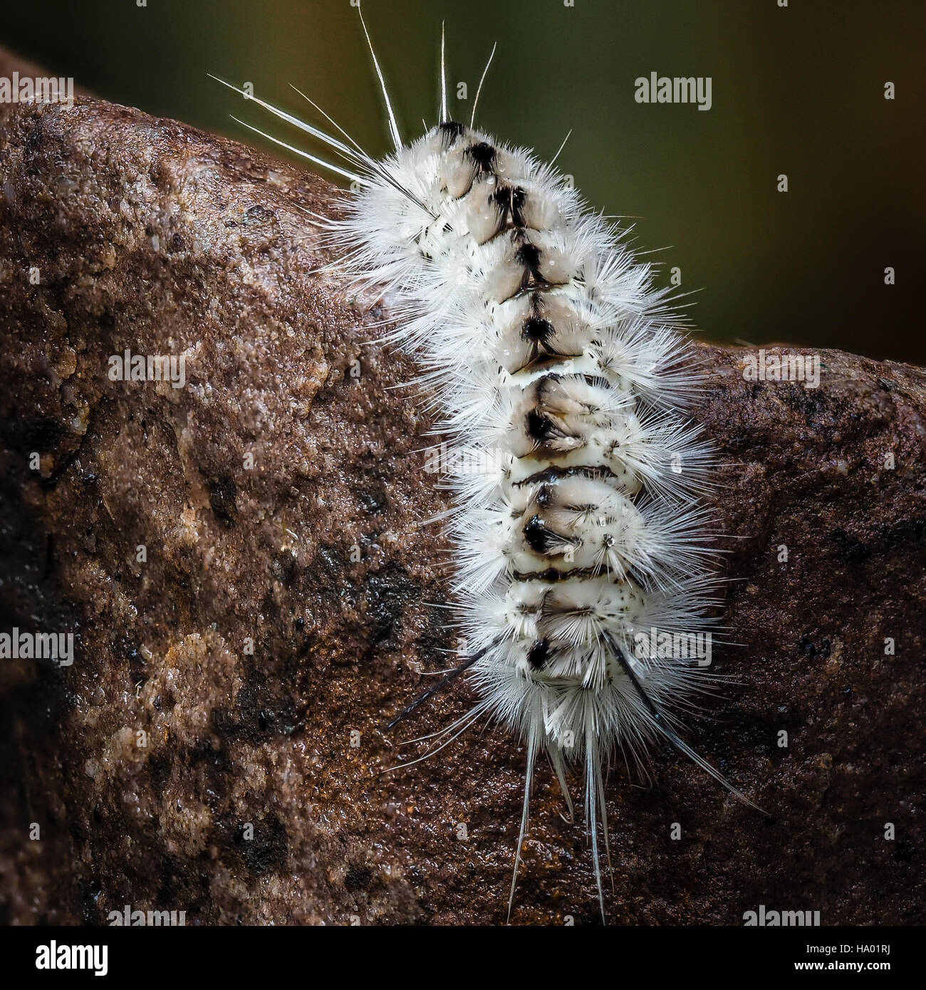 Giftige weiße Hickory Tussock Moth Caterpillar auf nassen Felsen weiße Spitzen Stockfoto