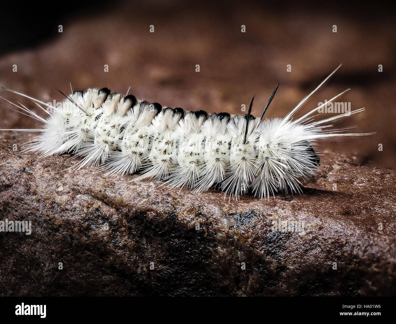 Giftige weiße Hickory Tussock Moth Caterpillar auf nassen Felsen weiße Spitzen Stockfoto