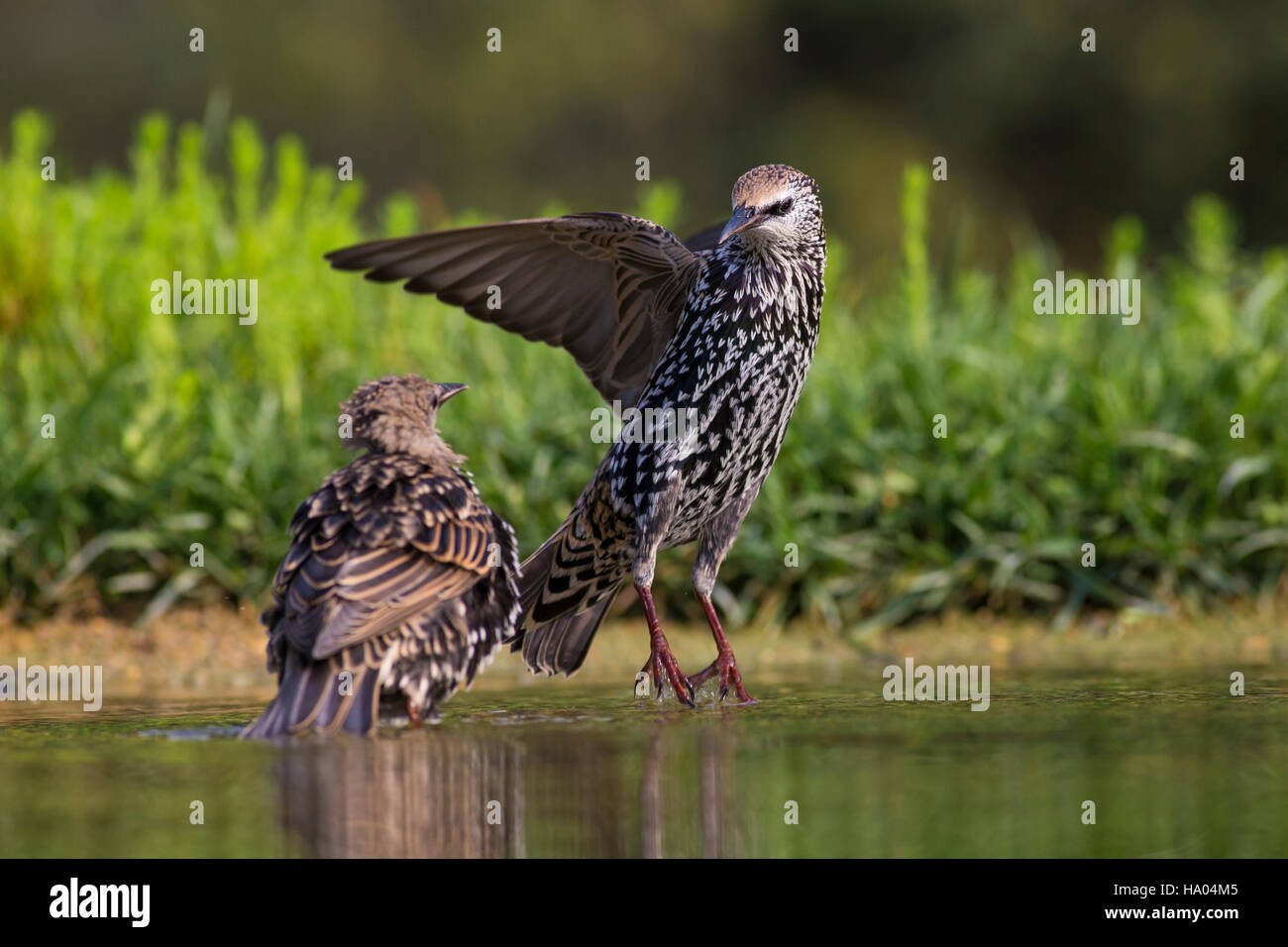 Starling wird in den Teich von der römischen Küste in Italien gewaschen. Stockfoto