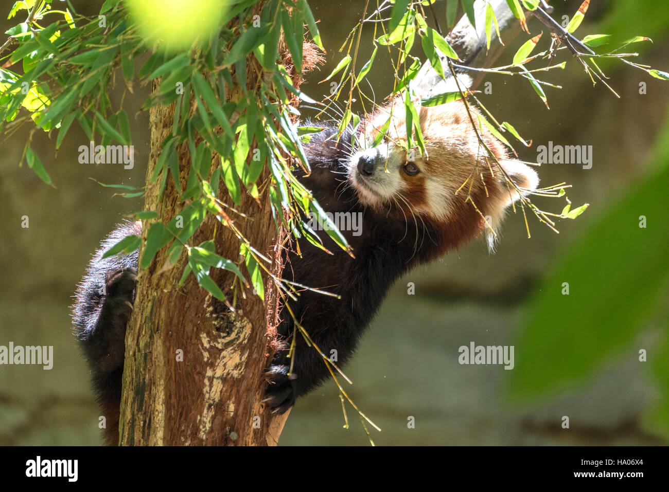 Roter Panda (Ailurus Fulgens) Stockfoto