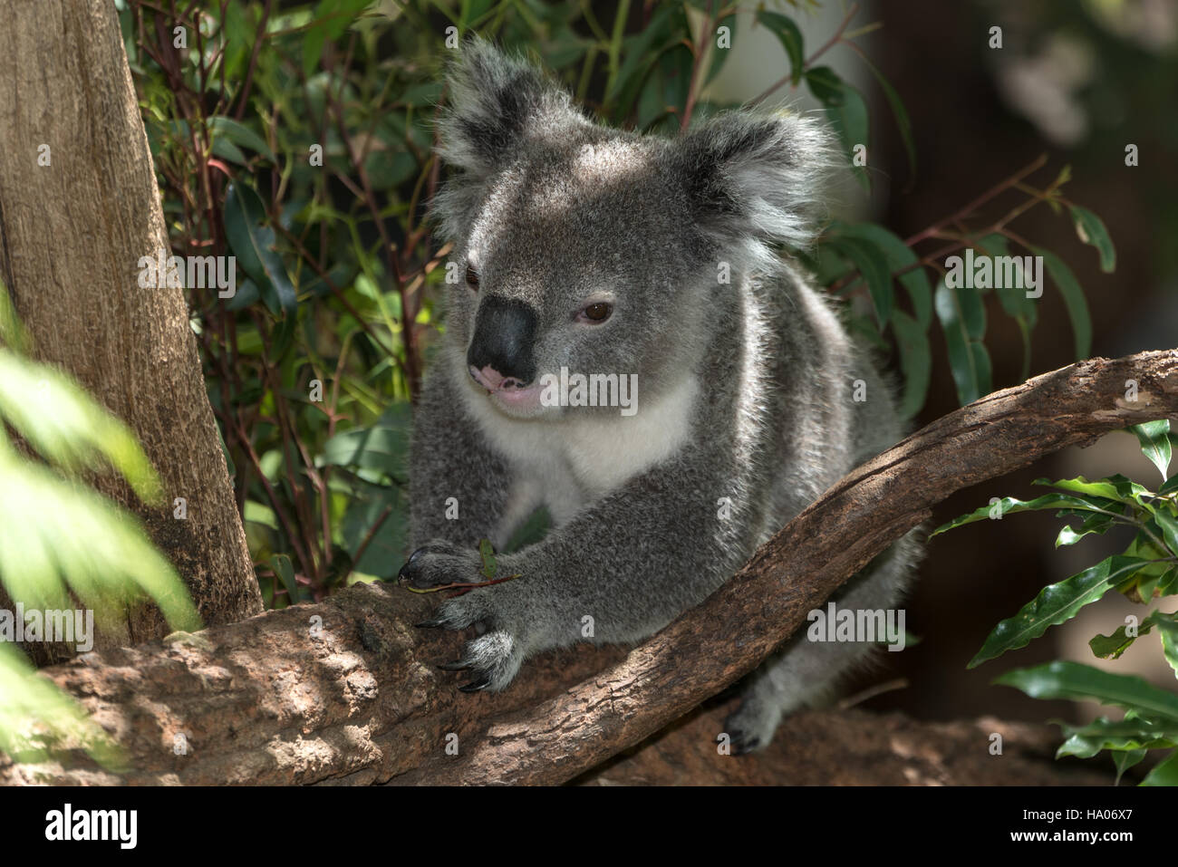 Koalabär in einem Baum.  Indigenen australischen Säugetier. Stockfoto