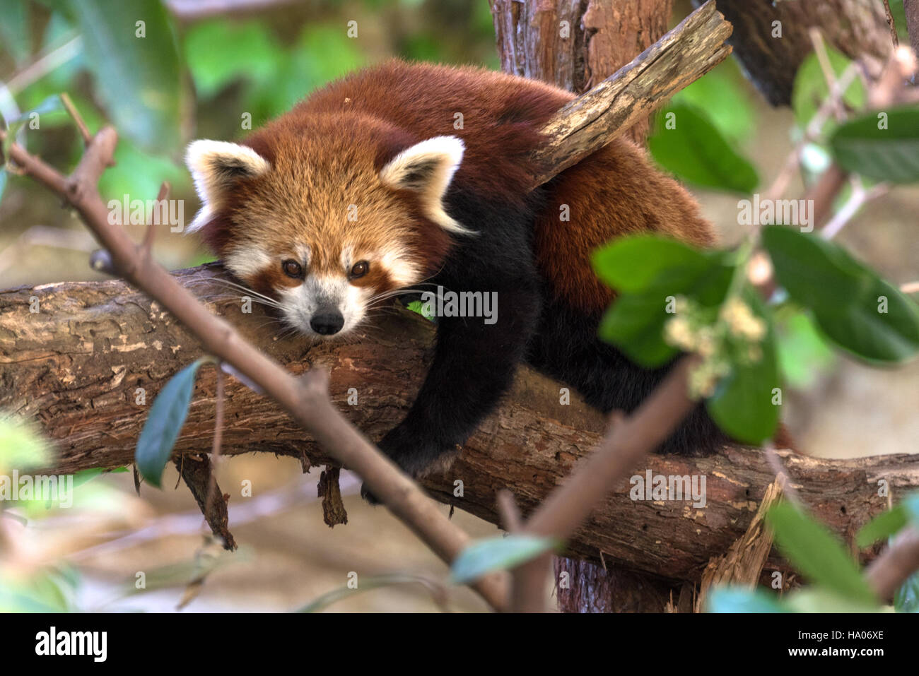 Roter Panda (Ailurus Fulgens) Stockfoto