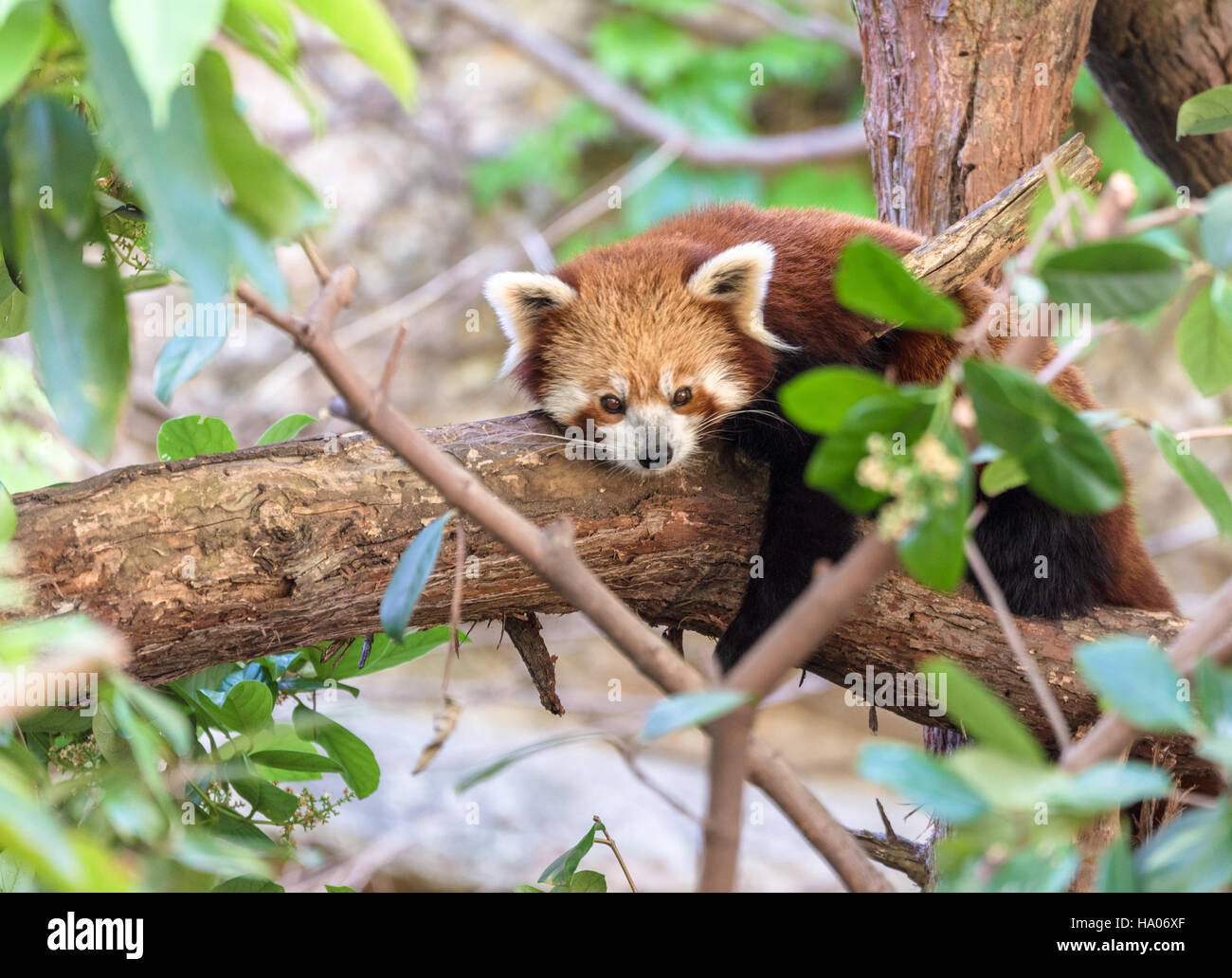 Roter Panda (Ailurus Fulgens) Stockfoto
