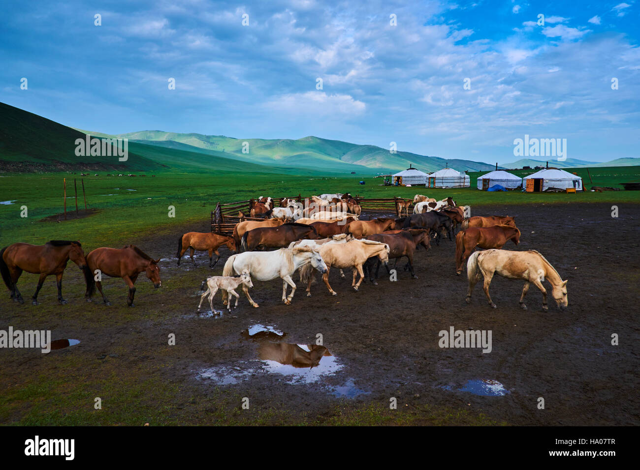 Mongolei, Ovorkhangai Provinz, Orkhon Tal, Nomadencamp Stockfoto