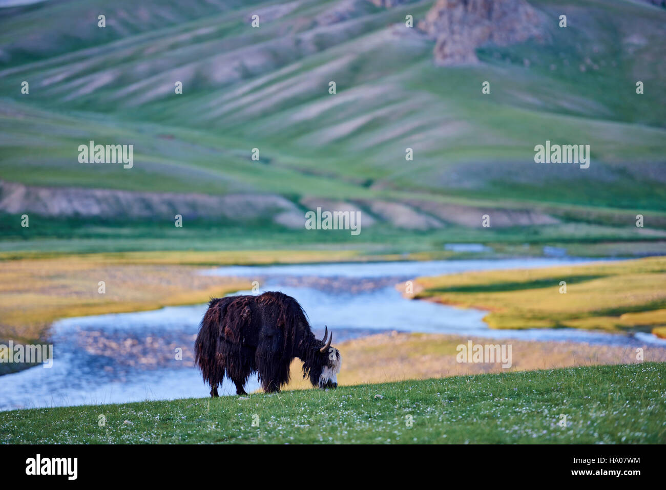 Mongolei, Bayankhongor Provinz, ein Yak in der steppe Stockfoto