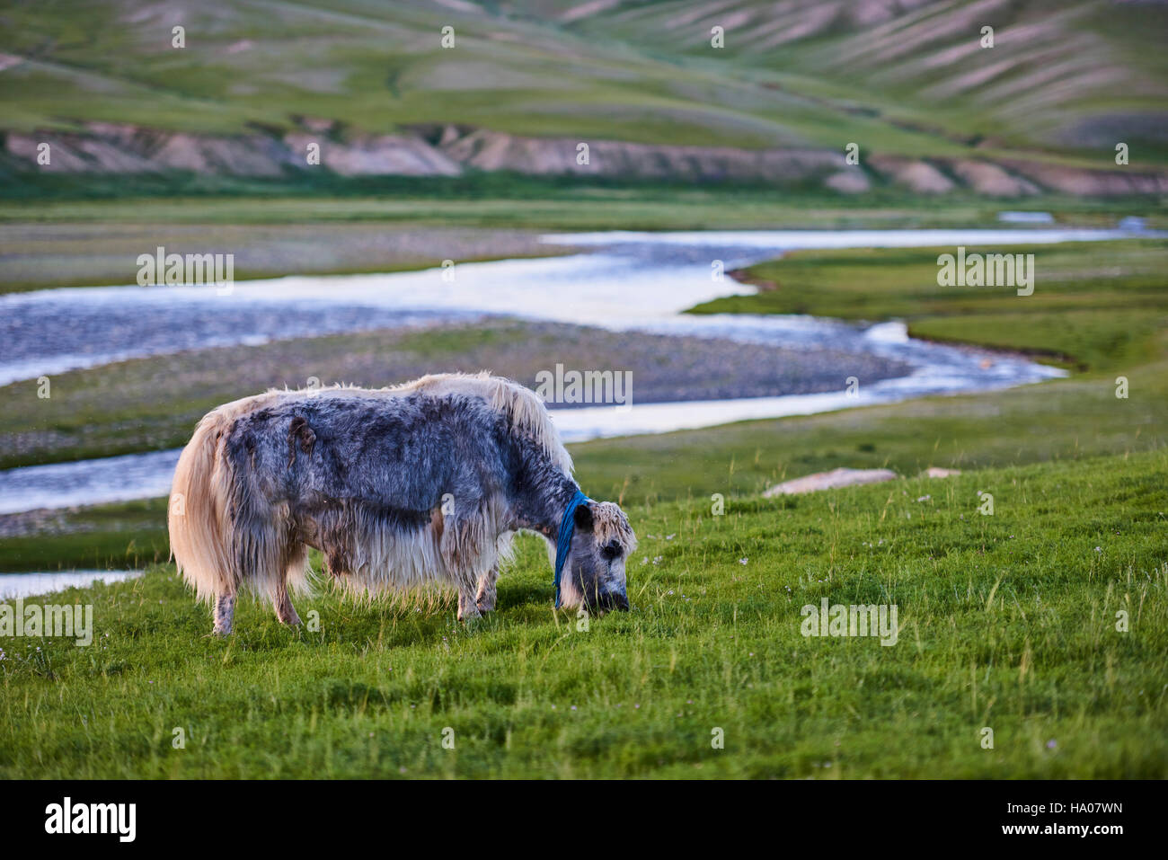 Mongolei, Bayankhongor Provinz, ein Yak in der steppe Stockfoto
