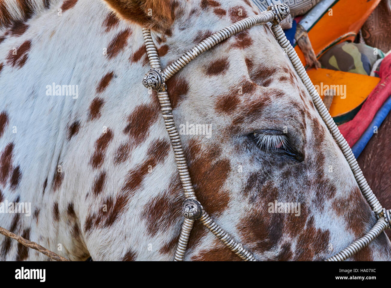Mongolei, Bayankhongor Provinz, Naadam, Volksfest, Silber Zaum und Kabelbaum für das Pferd Stockfoto