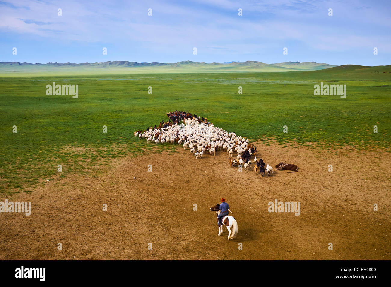 Mongolei, Provinz Arkhangai, Nomadencamp, Schafherde Stockfoto