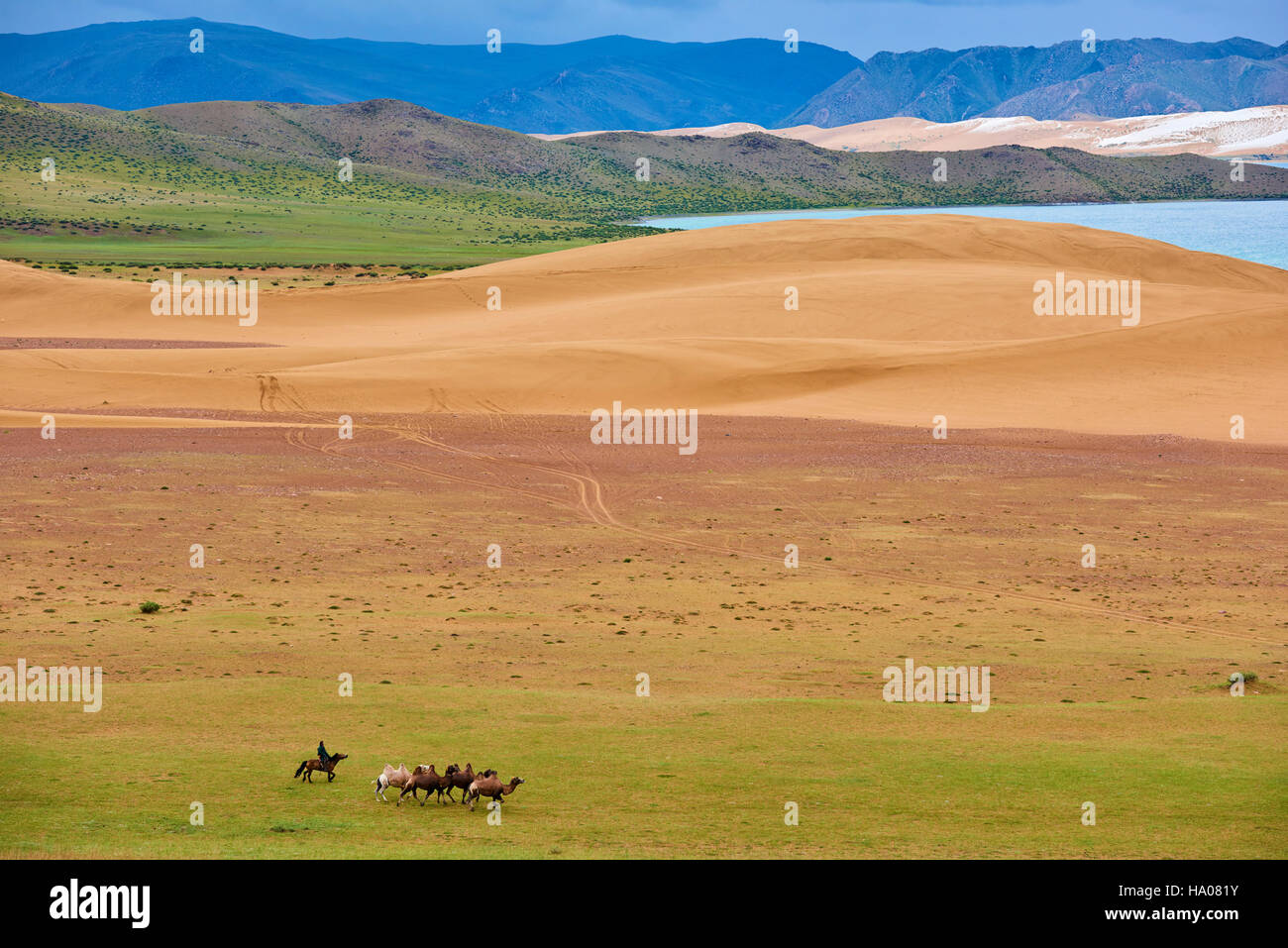 Mongolei, Provinz Zavkhan, Khar Nuur See, Herde von Kamelen Stockfoto
