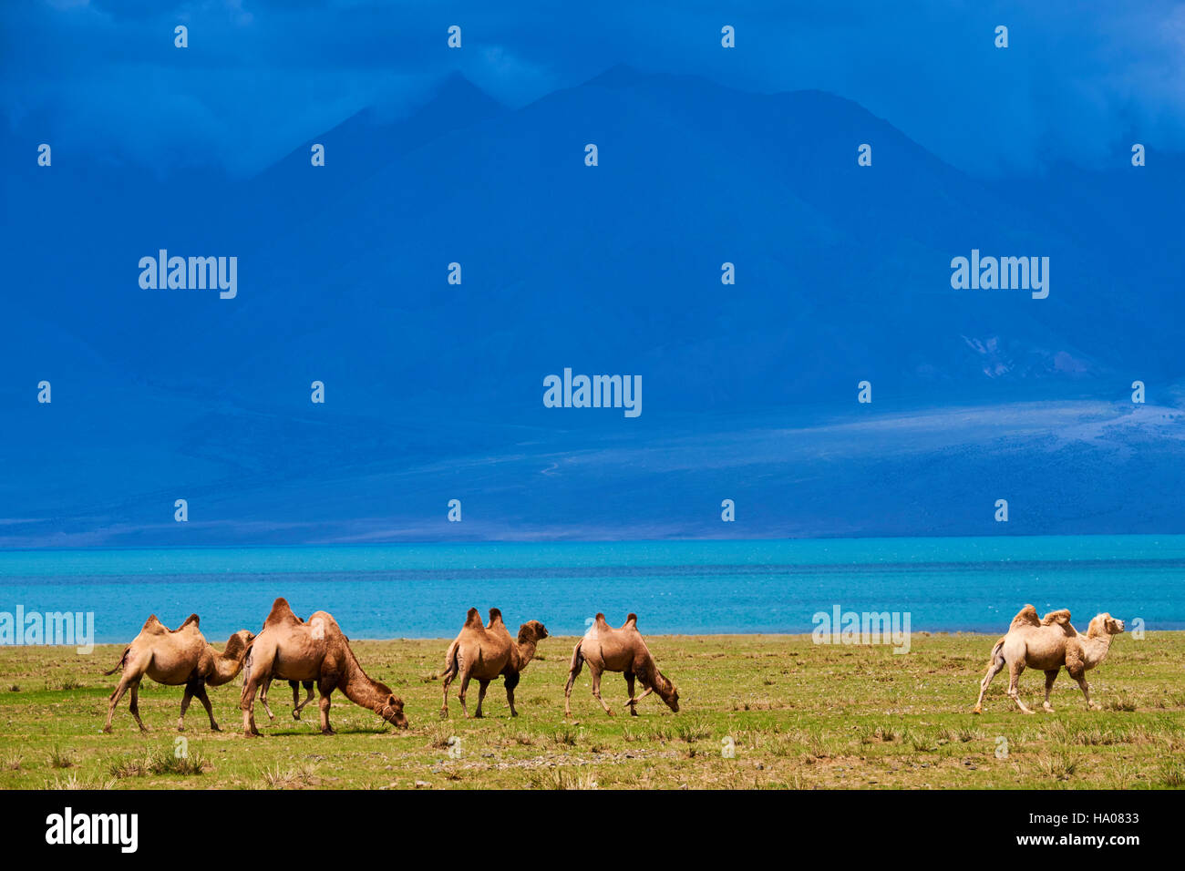 Mongolei, Uvs Provinz, westlichen Mongolei, Kamel Herde am See Uureg Nuur Stockfoto