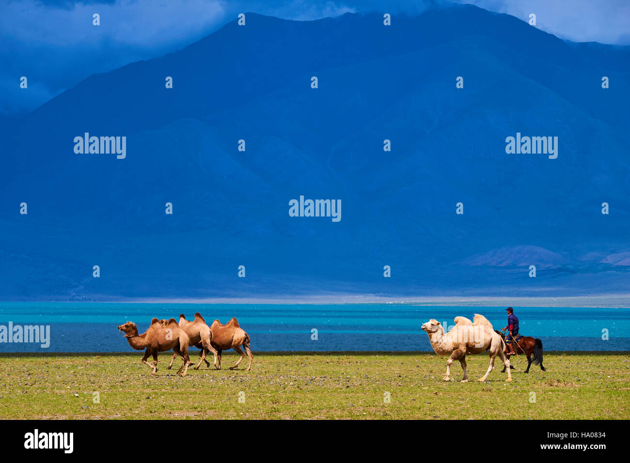 Mongolei, Uvs Provinz, westlichen Mongolei, Kamel Herde am See Uureg Nuur Stockfoto