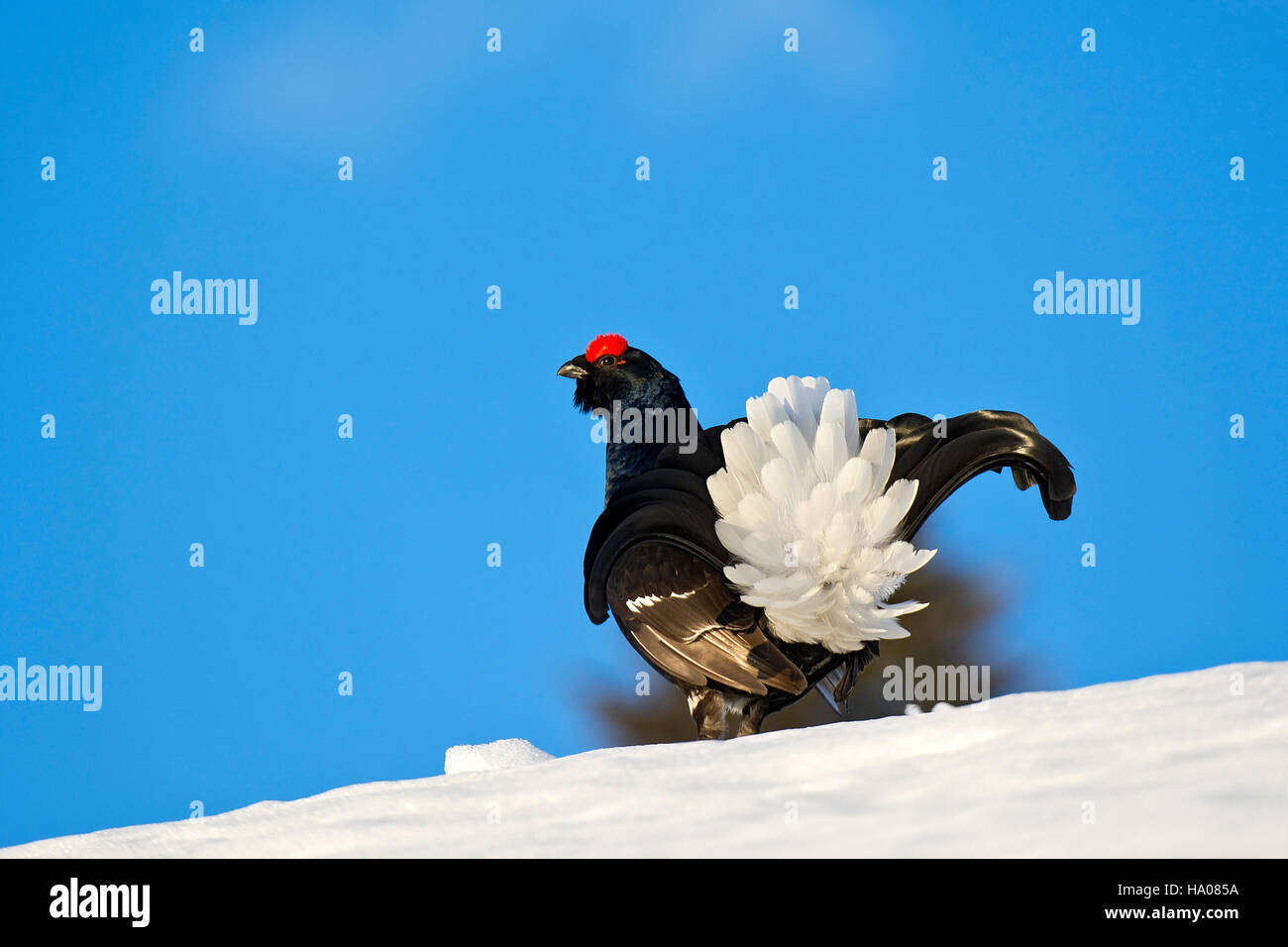 Birkhuhn (Lyrurus Tetrix) im Schnee, Männlich, Tirol, Österreich Stockfoto