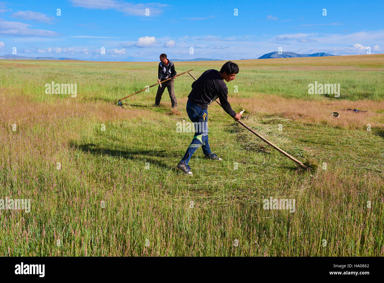 Mongolei, Provinz Bayan-Ulgii, westlichen Mongolei, Nationalpark Tavan Bogd, die 5 höchsten Gipfel des Altai-Gebirges, Dajan Nuur See, ernten Stockfoto