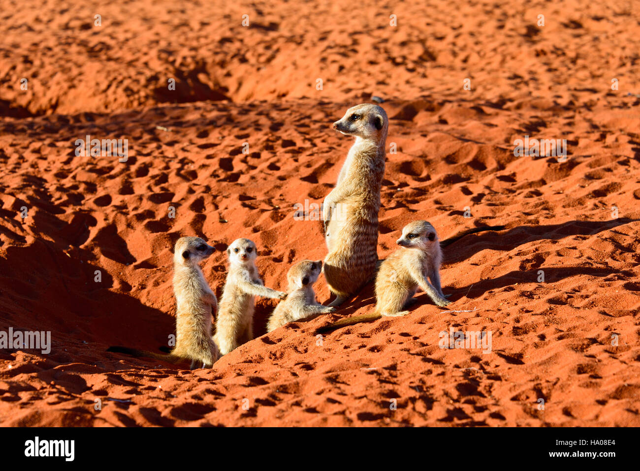 Erdmännchen (Suricata Suricatta), Mutter mit jungen, Höhle, Kalahari-Wüste, Namibia Stockfoto