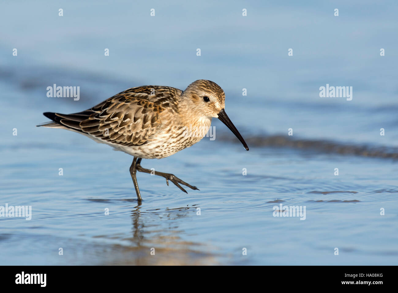 Alpenstrandläufer (Calidris Alpina) auf Nahrungssuche im flachen Wasser, Bodensee, Vorarlberg, Österreich Stockfoto