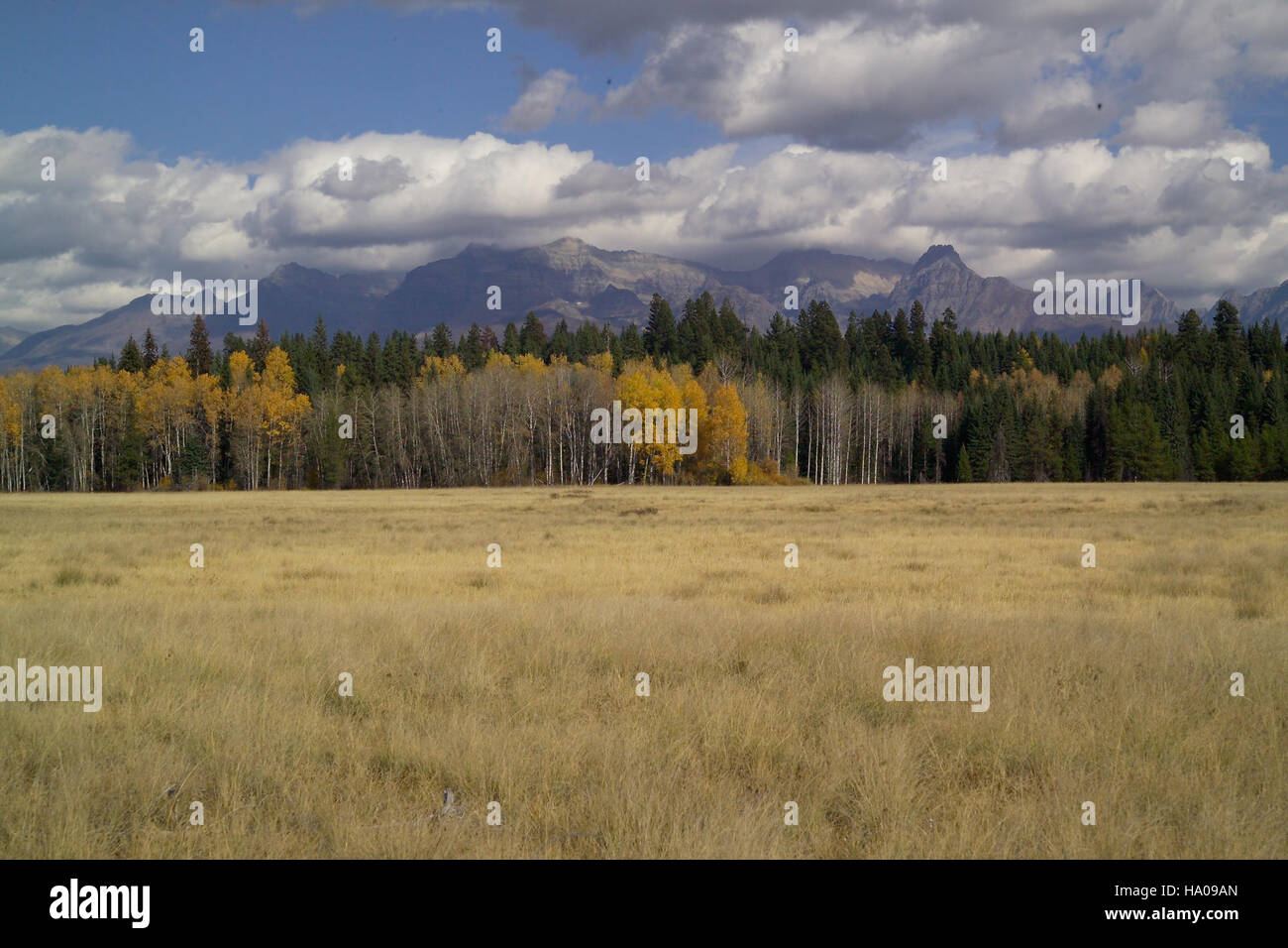 Big Prairie im Glacier National Park ist ein Paradebeispiel für die vielfältigen Ökosysteme des Parks und bietet eine reiche Landschaft mit Prärien, Feuchtgebieten und Wäldern. Besucher können die Gegend durch Wanderungen erkunden, Tiere beobachten und mehr über die ökologische Bedeutung des Parks erfahren. Stockfoto