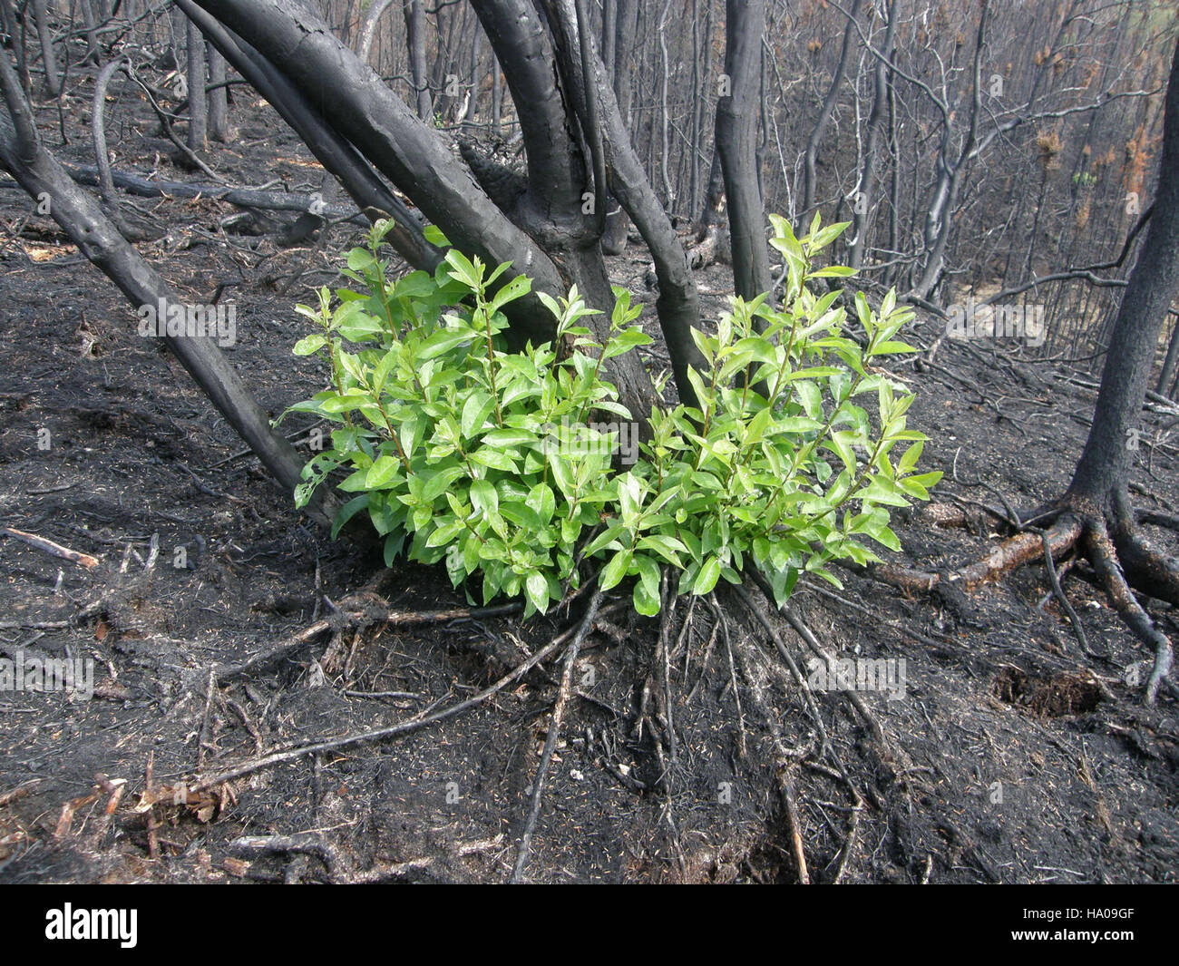 Willow Shoots, eine wichtige Nahrungsquelle für Wildtiere, tauchen in den Nationalparks Alaskas auf und spielen eine Rolle für die Dynamik des Ökosystems und das Überleben der Arten. Stockfoto