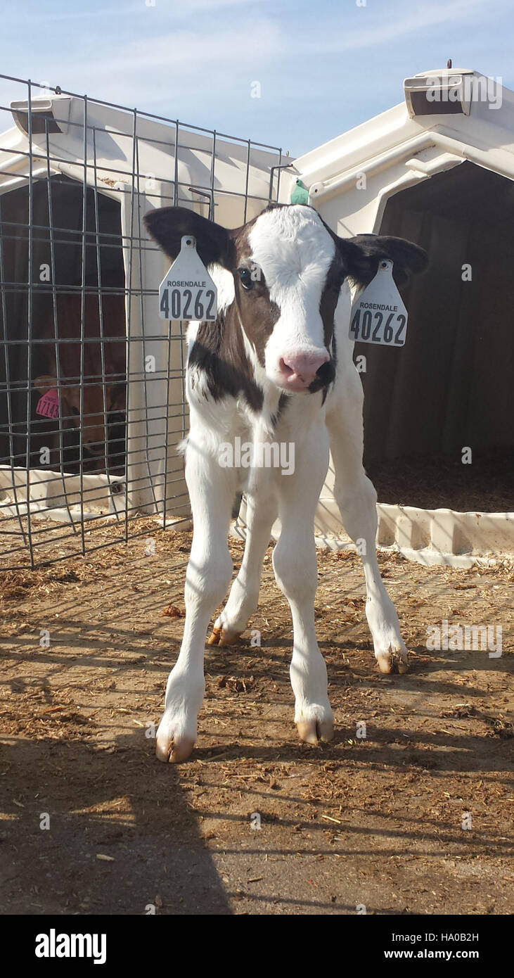 Anne the Cow steht für das Engagement des USDA für die Förderung nachhaltiger Landwirtschaft und Tierhaltung. Durch Outreach-Programme fördert das USDA verantwortungsvolle Landwirtschaftstechniken und den Tierschutz in ländlichen Gemeinden. Stockfoto