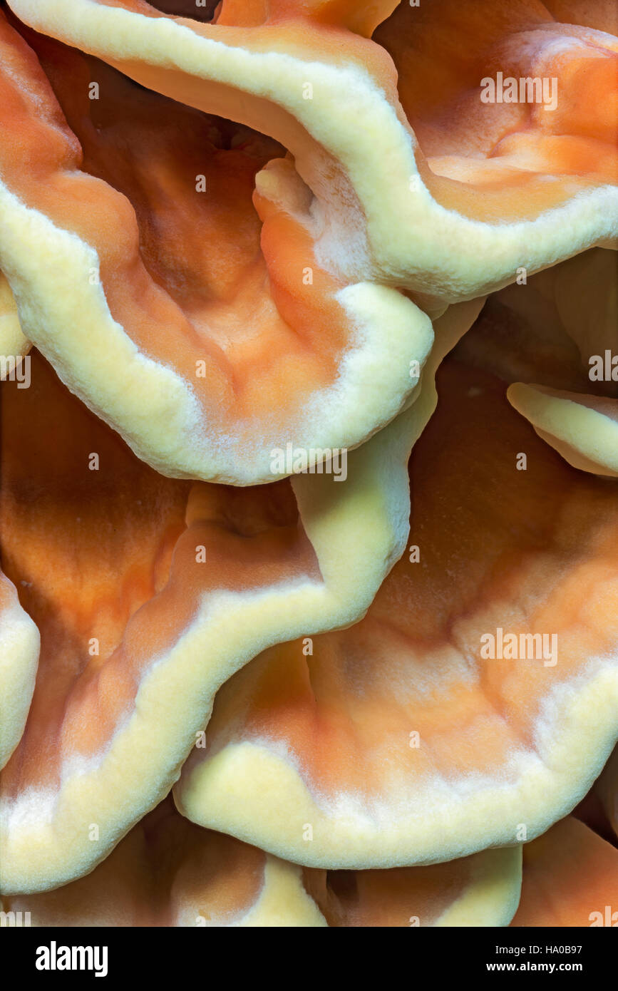 Huhn des Pilzes Wald Halterung Stockfoto