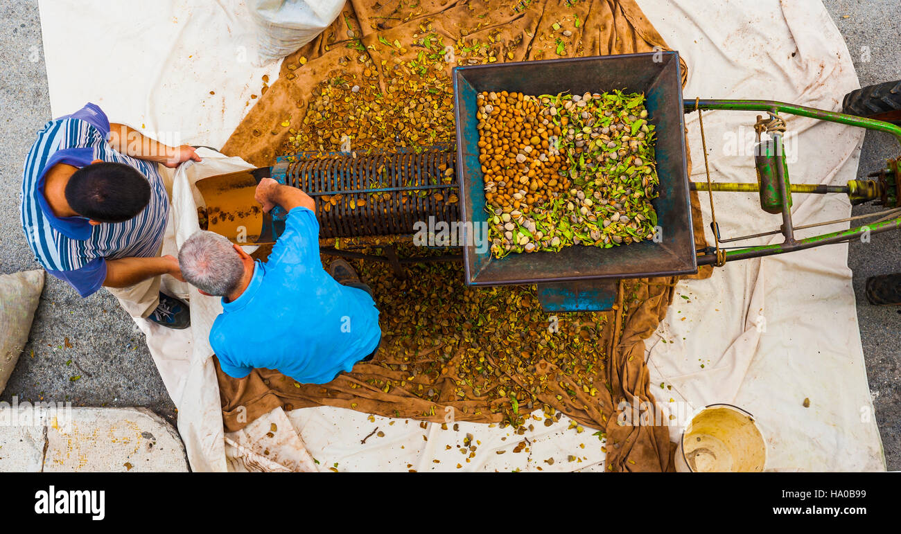 Bauern ernten den Mandeln nach peeling-Prozess der äußeren Schalen Stockfoto