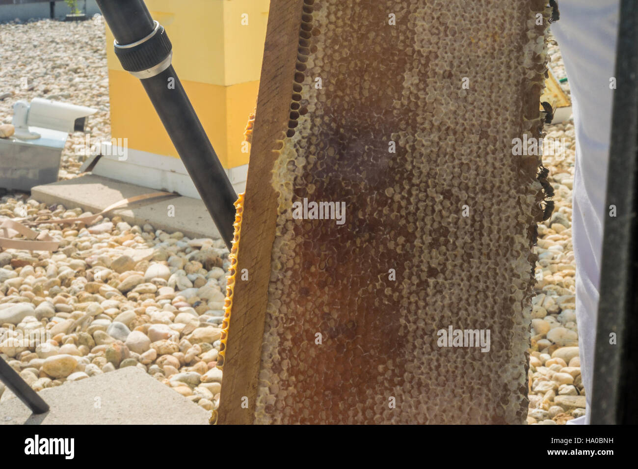 Das Engagement der USDA für landwirtschaftliche Nachhaltigkeit und öffentliche Gesundheit spiegelt sich in ihren Programmen wider, die darauf abzielen, eine sichere Nahrungsmittelproduktion zu gewährleisten und gesundheitsbewusste Praktiken unter US-Landwirten zu fördern. Stockfoto