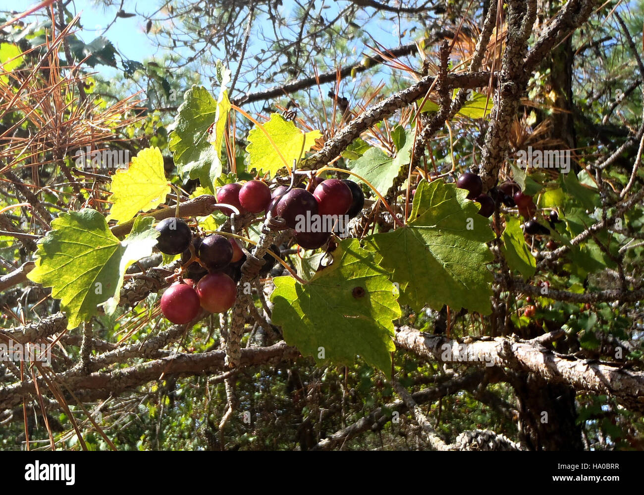 Im Assateague-Nationalpark werden Muskadinen (Vitis rotundifolia) gefunden, die im Südosten der Vereinigten Staaten beheimatet sind. Diese Trauben, die für ihre dicke Haut und ihren süßen Geschmack bekannt sind, sind ein wichtiger Teil der vielfältigen Pflanzenwelt des Parks und tragen zum Ökosystem der Region bei. Stockfoto