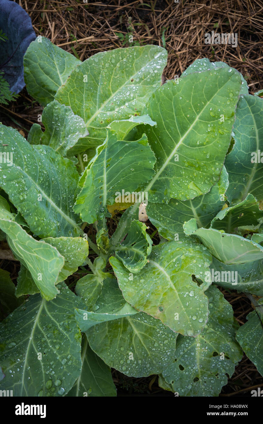 Das Food Distribution on Indian Reservation Program (FDPIR) des USDA unterstützt die Menominee Indian Reservation in Wisconsin und bietet indianischen Ureinwohnern nahrhafte Lebensmittel, einschließlich frischer Produkte, an. Dieses Programm sichert die Ernährungssicherheit und fördert eine gesunde Ernährung. Stockfoto
