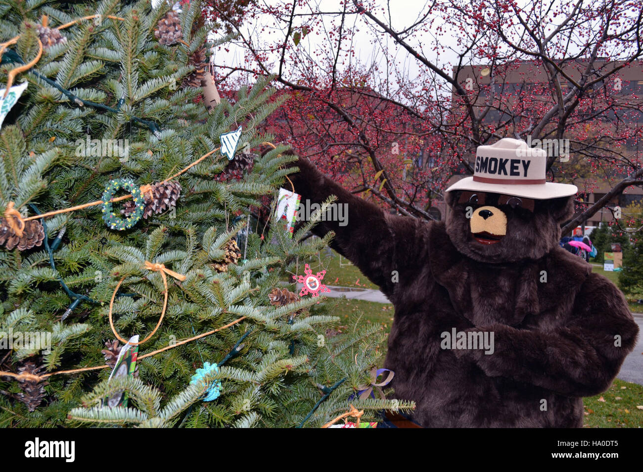 Smokey Bear ist an der Dekoration eines Baumes für den Forest Service beteiligt und trägt so zur Förderung des Brandschutzes und des Umweltschutzes während der Weihnachtszeit bei. Stockfoto