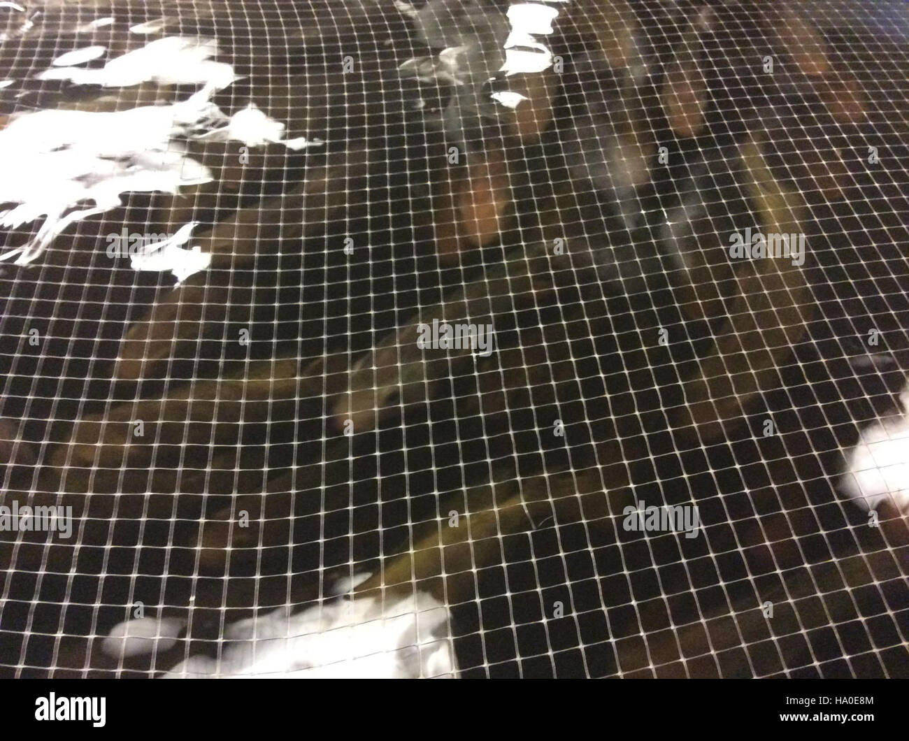 Tilapia wird im Rahmen einer Forschungsinitiative zur Verbesserung nachhaltiger Fischzuchtmethoden in Dr. Warners Innenbecken gezüchtet. Dieses Projekt für die Indoor-Aquakultur konzentriert sich auf die Optimierung der Wasserqualität, der Wachstumsraten und der Futtermitteleffizienz, um die Umweltauswirkungen zu verringern und die Ernährungssicherheit durch effizientere Produktionsmethoden zu erhöhen. Stockfoto