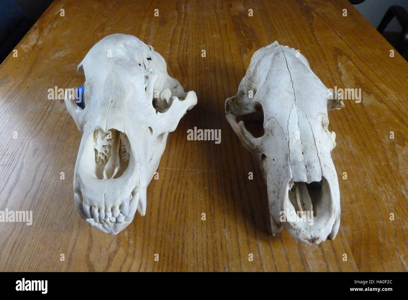 Der Vergleich zwischen einem Tundraschädel und einem typischen Bärenschädel zeigt Unterschiede in Größe und Struktur auf und trägt zum Verständnis der Tierentwicklung und -Anpassung bei. Stockfoto