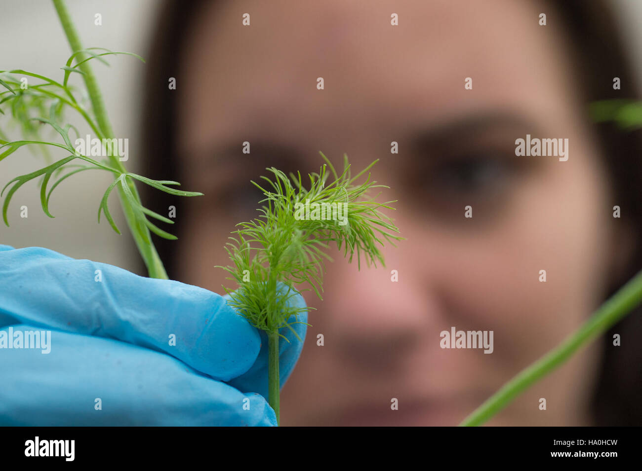 Ein Bild, das sich auf die Verwaltung des Supplemental Nutrition Assistance Program (SNAP) durch das USDA und die Politik im Rahmen des Farm Bill von 2014 bezog. Dies unterstreicht die Rolle der Abteilung bei der Nahrungsmittelhilfe, der Agrarförderung und der Entwicklung der Arbeitskräfte. Stockfoto