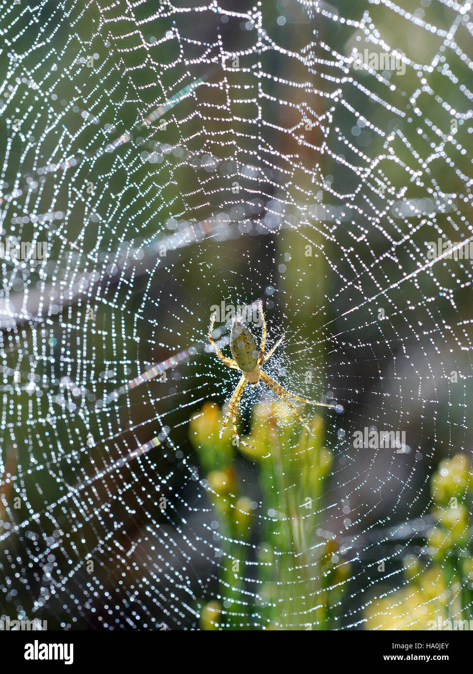 Golden Orb Weaver Stockfoto