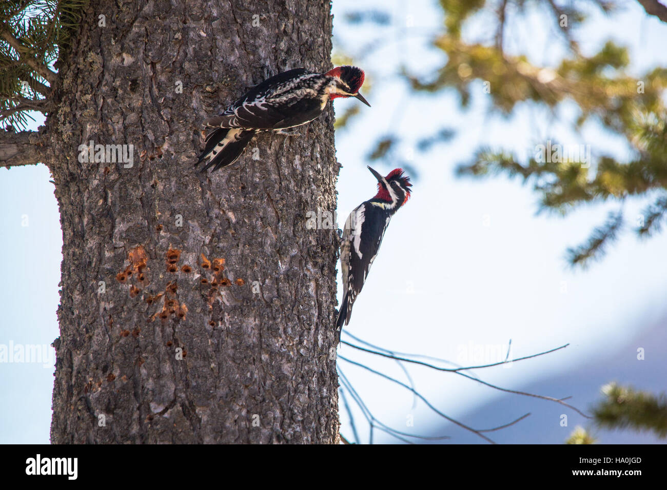 Der Rotschnappsapsucker (Sphyrapicus nuchalis) ist eine im Westen Nordamerikas vorkommende Spechtart. Er ist an seinem charakteristischen roten Nacken zu erkennen und ist dafür bekannt, Löcher in Bäume zu bohren, um sich von sap und Insekten zu ernähren. Stockfoto