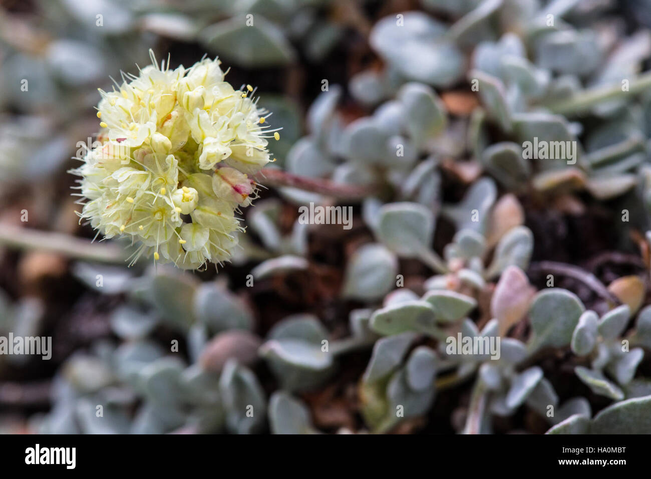 Glaciernps 23183381994 Kissen Buchweizen - Eriogonum Ovalifolium Stockfoto