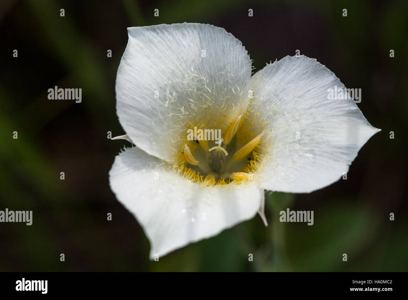Die Mariposa Lily (Calochortus apiculatus), eine seltene Wildblumenart, die im Glacier-Nationalpark gefunden wird. Er ist bekannt für seine unverwechselbaren, sternförmigen Blüten und trägt zur reichen Artenvielfalt des Parks bei. Diese Art gedeiht in alpinen Umgebungen, die oft auf bergigen Wiesen zu sehen sind. Stockfoto