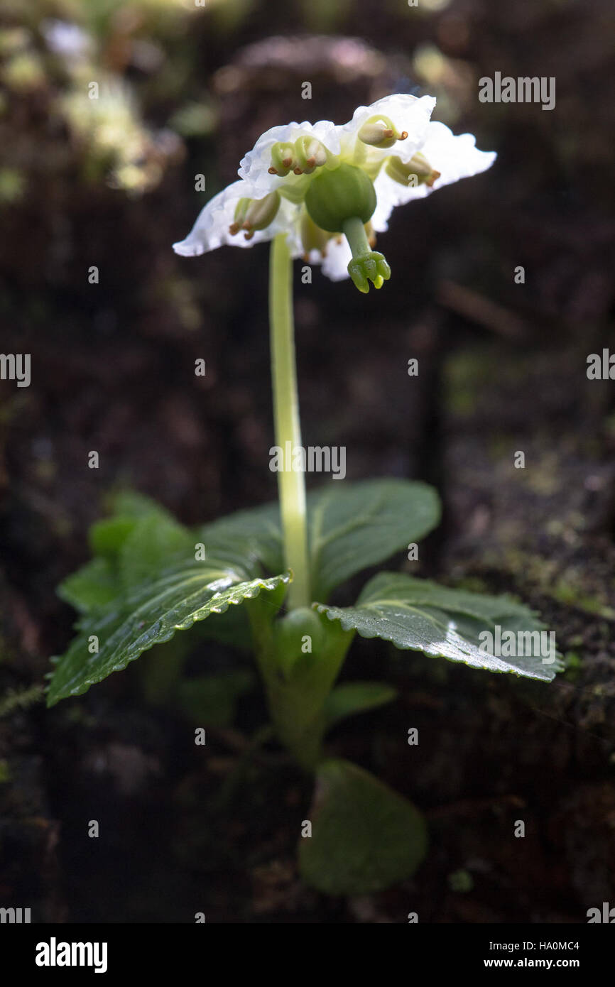 Moneses uniflora, allgemein bekannt als Shy Maiden, ist eine empfindliche Pflanzenart, die im Glacier National Park zu finden ist und zur Artenvielfalt der Region beiträgt. Stockfoto