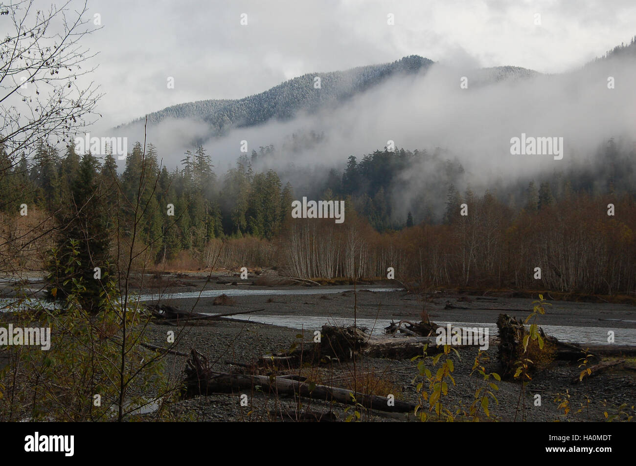 Das Hoh Valley im Olympic National Park erlebt nebeliges Wetter und schafft eine ruhige Atmosphäre für Besucher. Dieser gemäßigte Regenwald ist bekannt für seine üppige Vegetation und die vielfältige Tierwelt. Die nebelhaltigen Bedingungen tragen zur einzigartigen ökologischen Umgebung des Gebiets bei und unterstützen verschiedene Pflanzenarten und Tiere. Die Wettermuster des Parks sind ein prägendes Merkmal dieser atemberaubenden Naturlandschaft. Stockfoto