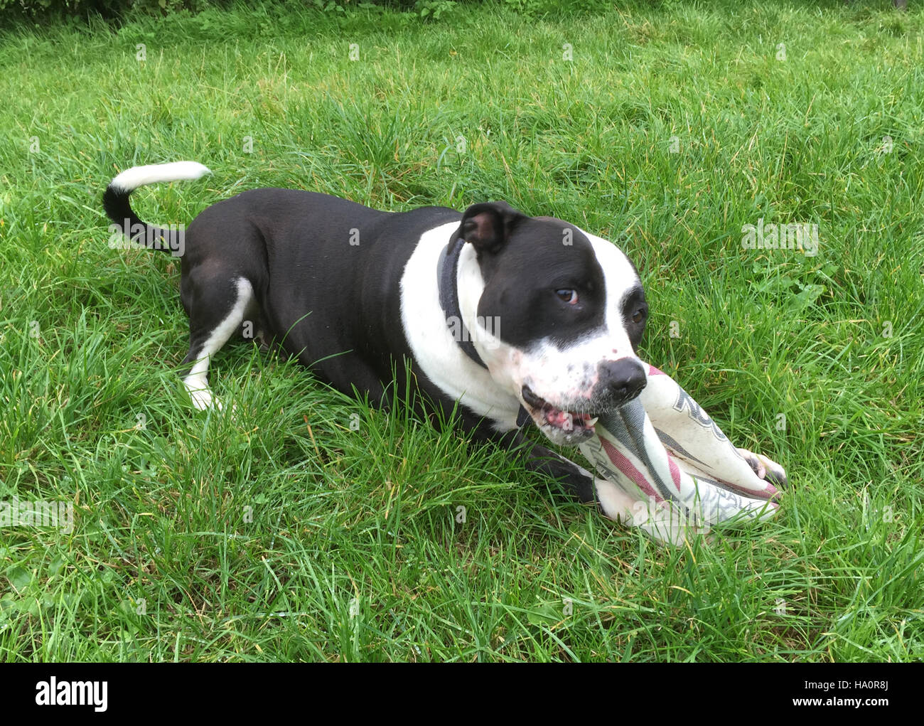 VERSPIELTE Hund Foto Tony Gale Stockfoto